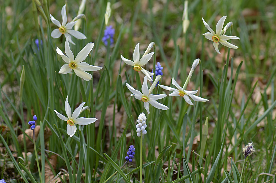 Muscari botryoides, albino